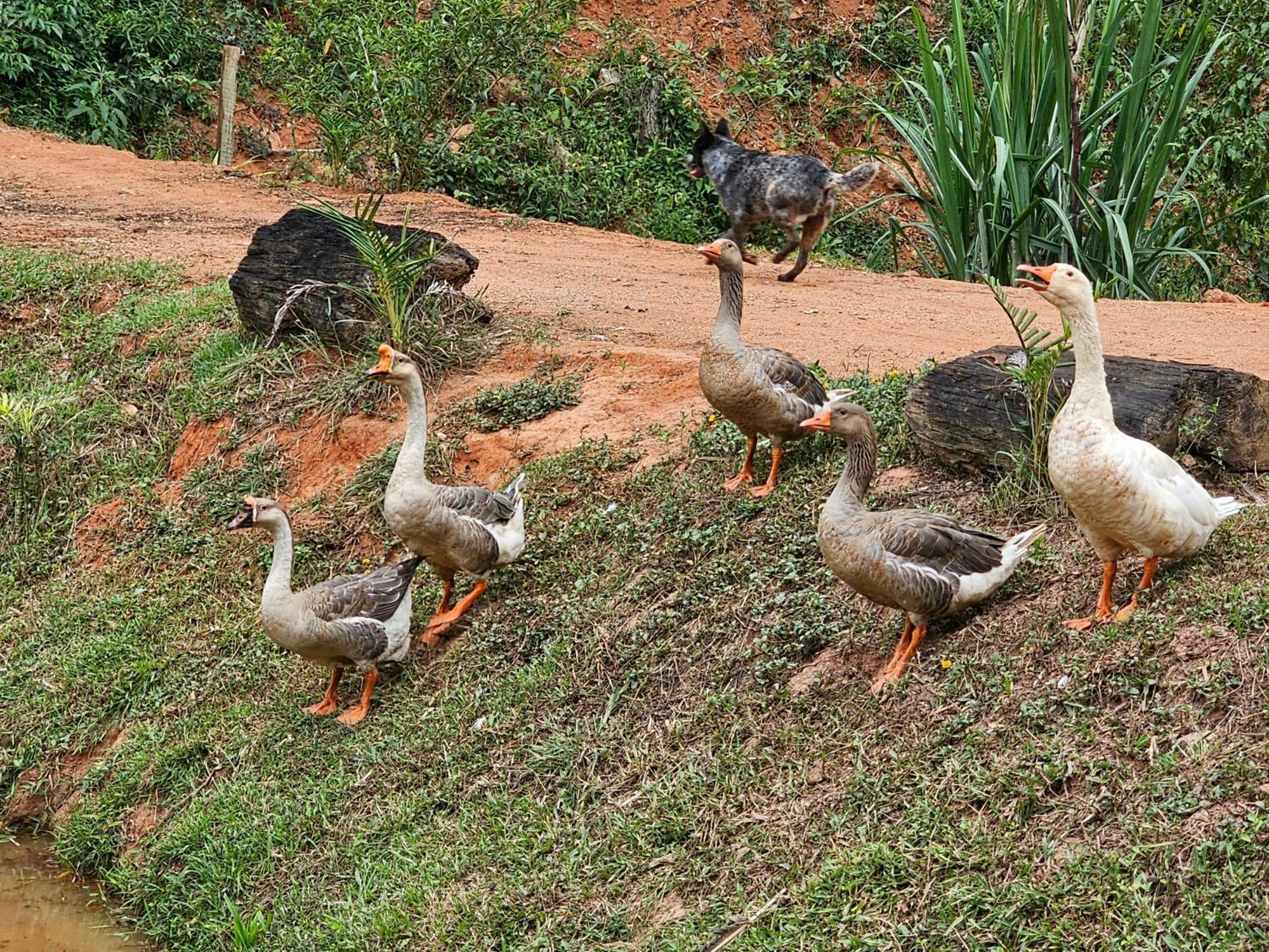 Sitio Reis Membeca Paraíba do Sul Екстериор снимка
