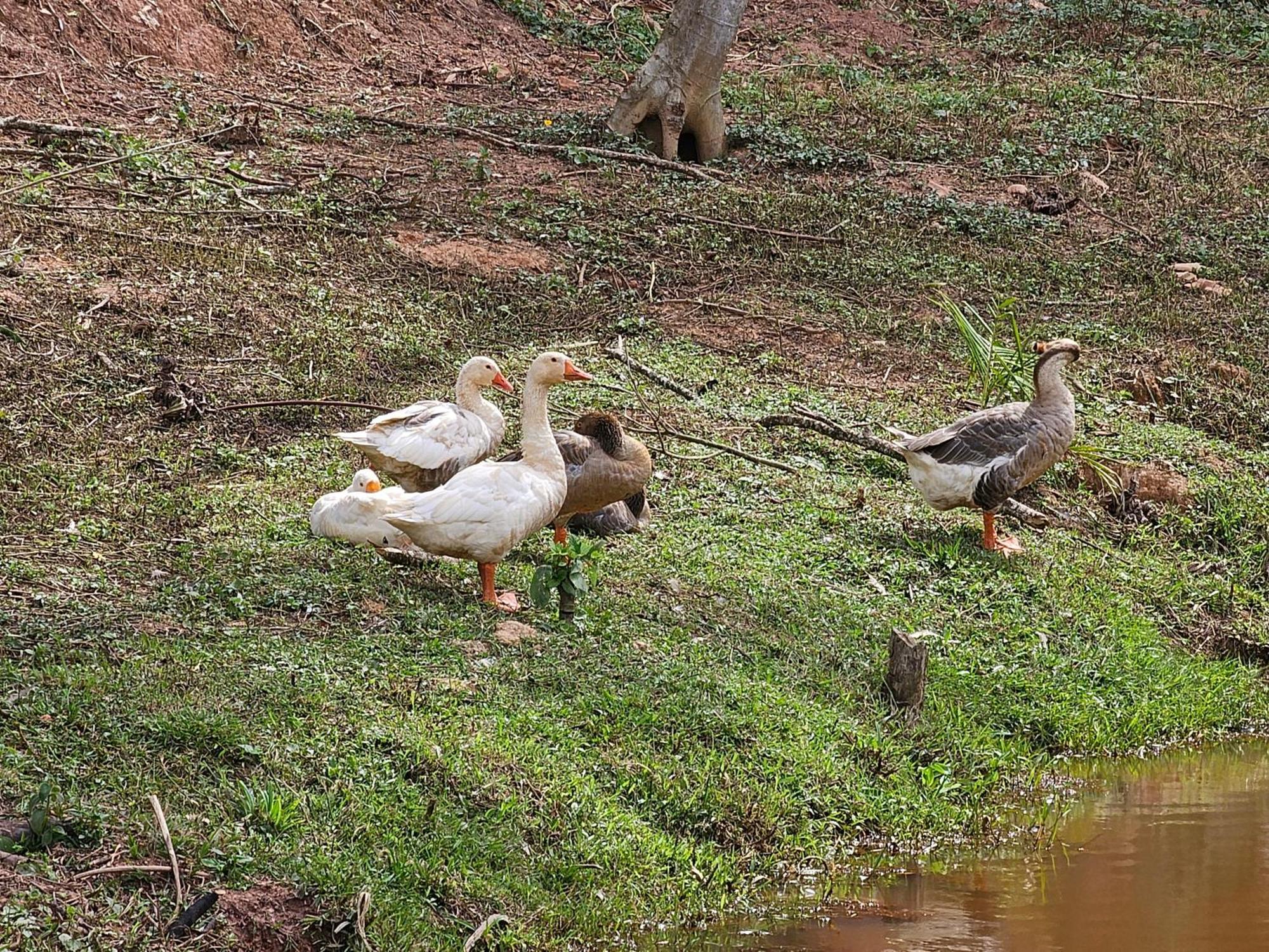 Sitio Reis Membeca Paraíba do Sul Екстериор снимка