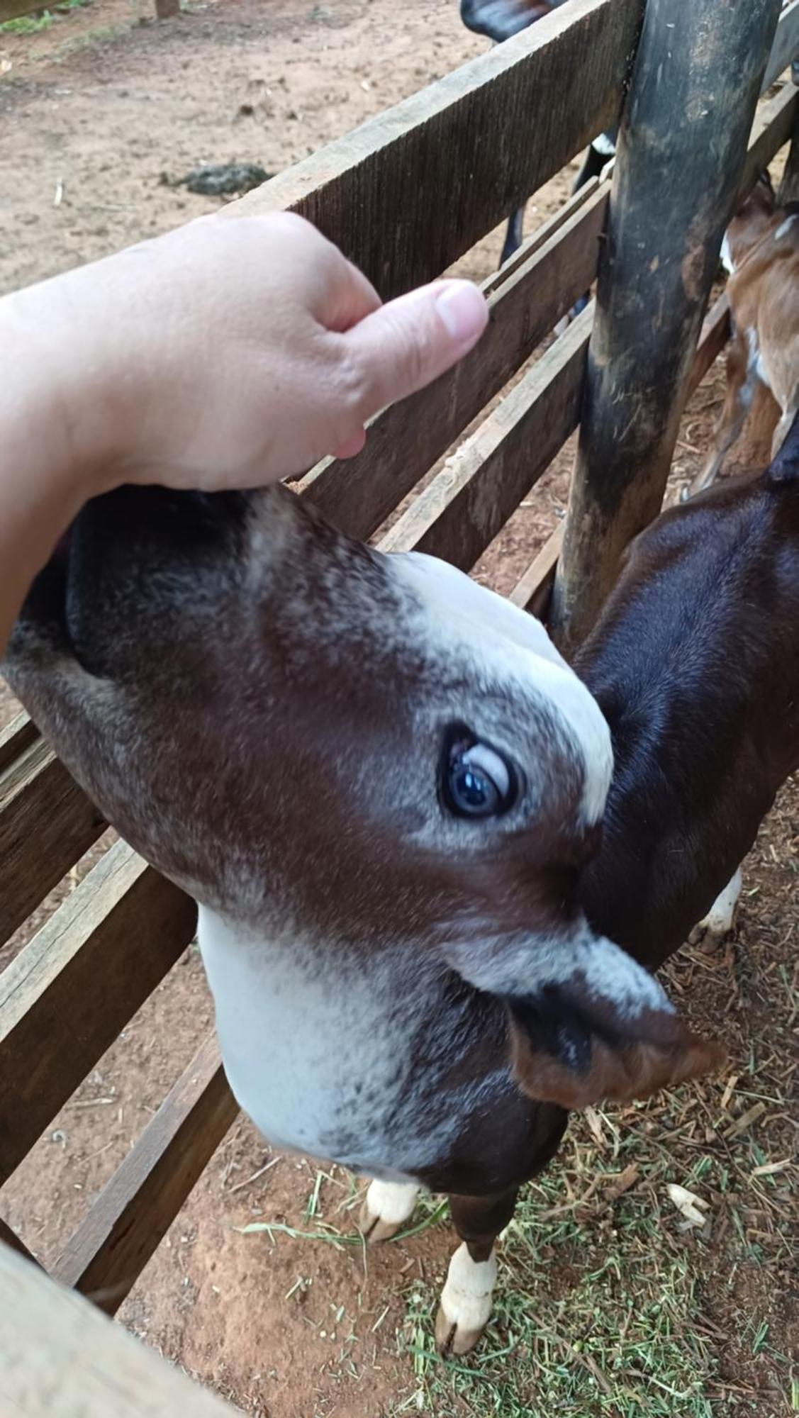 Sitio Reis Membeca Paraíba do Sul Екстериор снимка